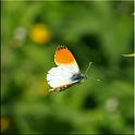 2009_schmetterlinge 0009